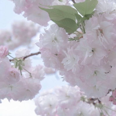 昌邑福瑞交流群